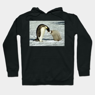 Emperor Penguin Feeding Chick, Antarctica Hoodie